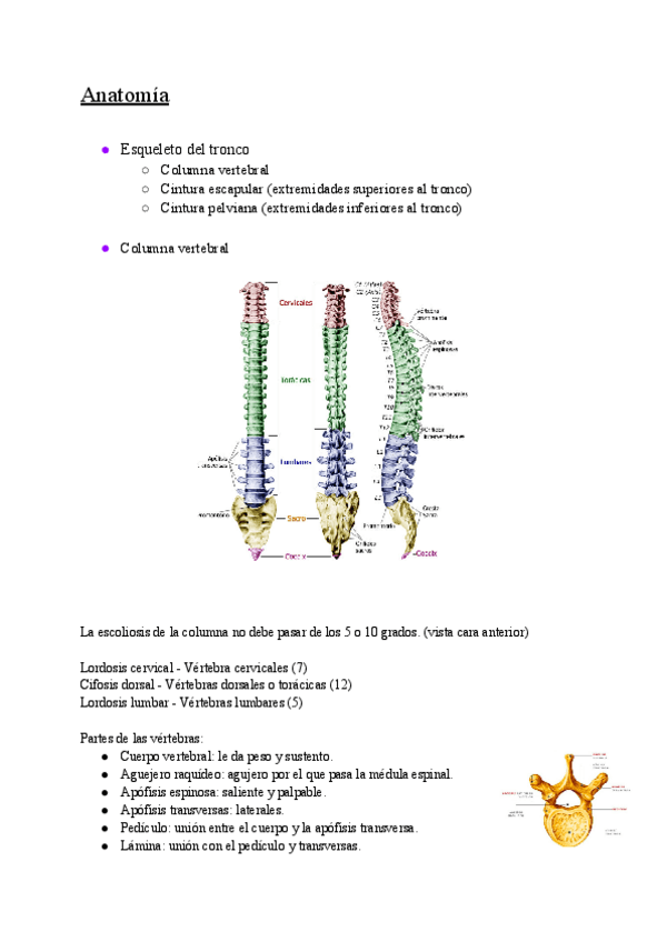 Miniatura del documento Columna-vertebral-1.pdf