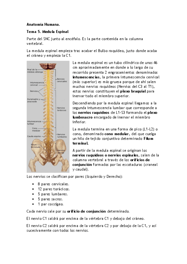 Miniatura del documento Anatomia Humana- TEMA 5.pdf