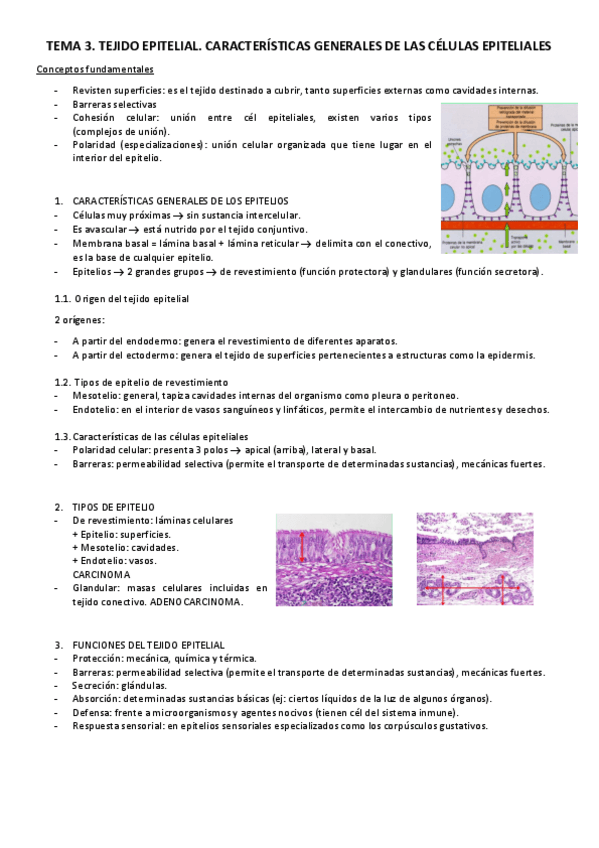 Miniatura del documento T3.pdf