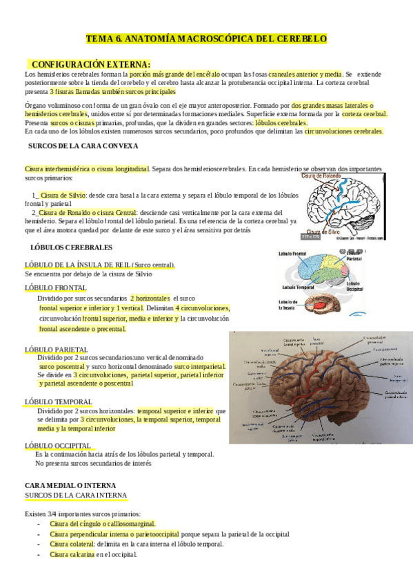 Miniatura del documento tema-6-macroscopica-del-cerebro.pdf