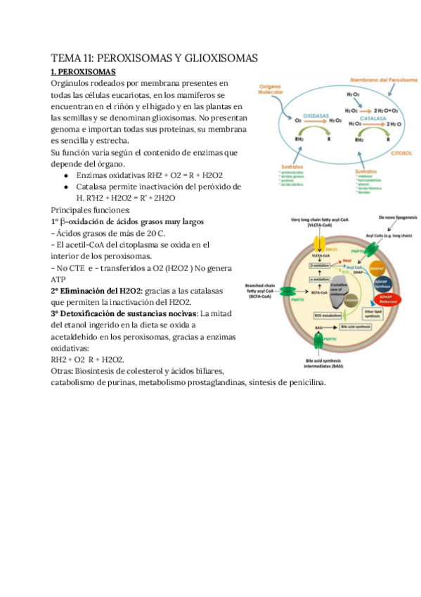 Miniatura del documento TEMA 11 PEROXISOMAS