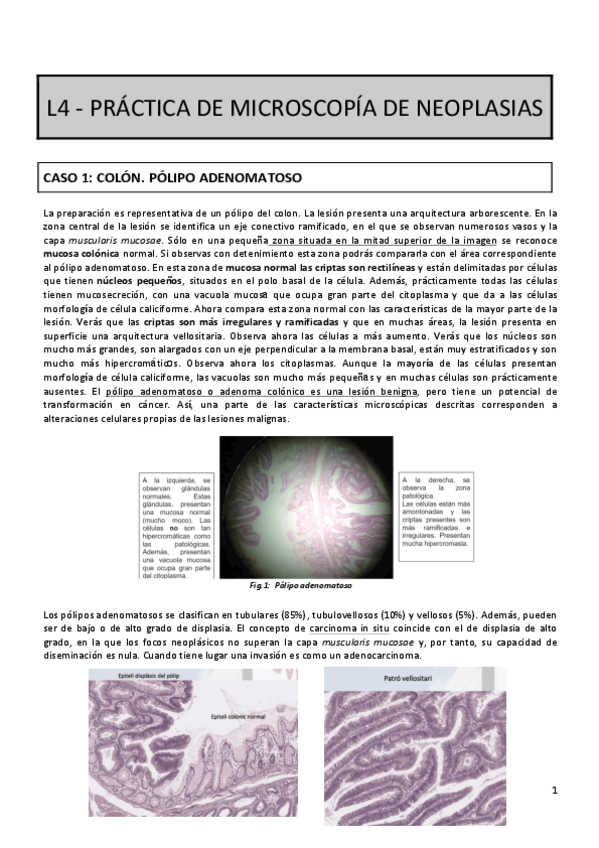 Miniatura del documento L4-SESION-DE-MICROSCOPIA-NEOPLASICA.pdf