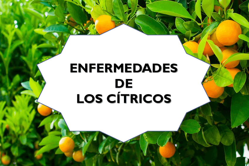 Miniatura del documento Presentacion-Enfermedades-de-los-citricos.pdf