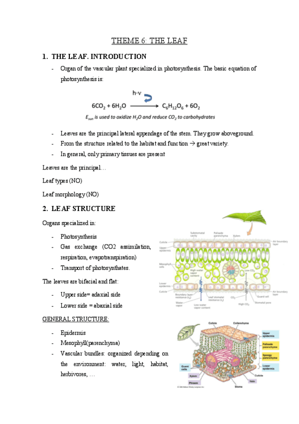 Miniatura del documento THEME-6-the-leaf.pdf