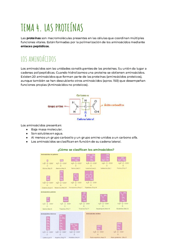 Miniatura del documento Tema-4-Las-proteinas.pdf