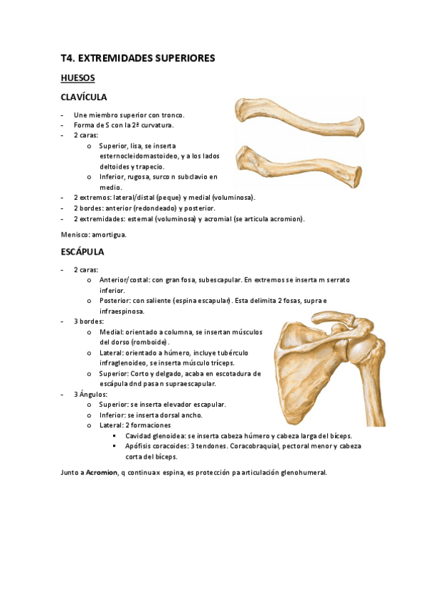 Miniatura del documento Anatomia-4-5.pdf