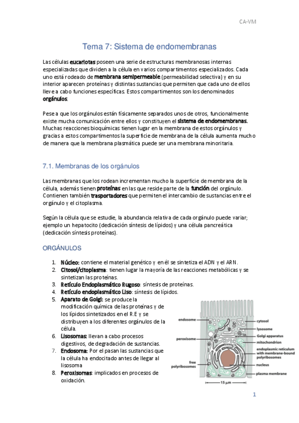 Miniatura del documento T7-Biologia-Terminado.pdf