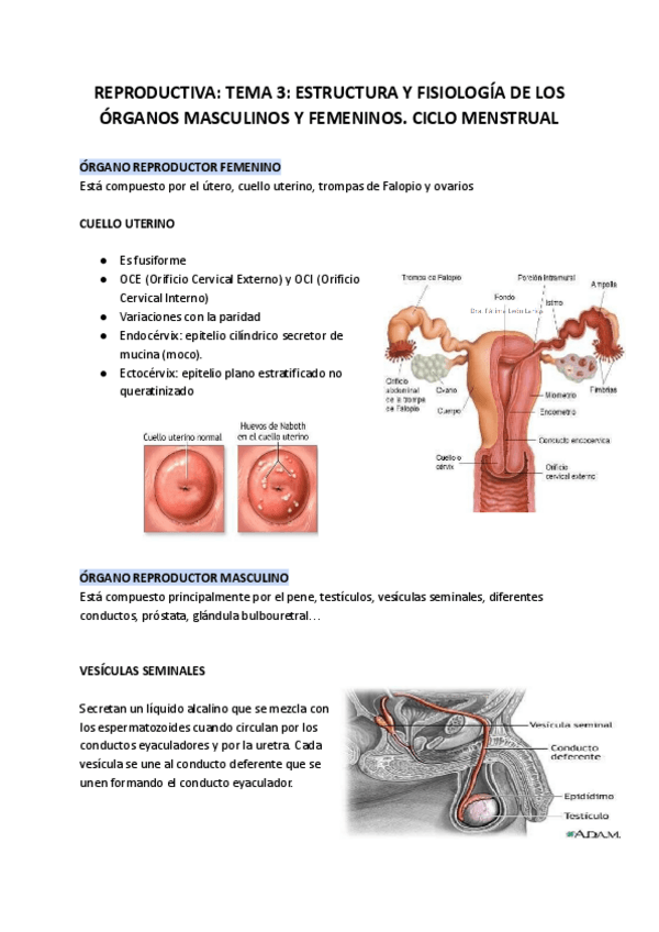 Miniatura del documento REPRODUCTIVA-TEMA-3-ESTRUCTURA-Y-FISIOLOGIA-DE-LOS-ORGANOS-MASCULINOS-Y-FEMENINOS.pdf