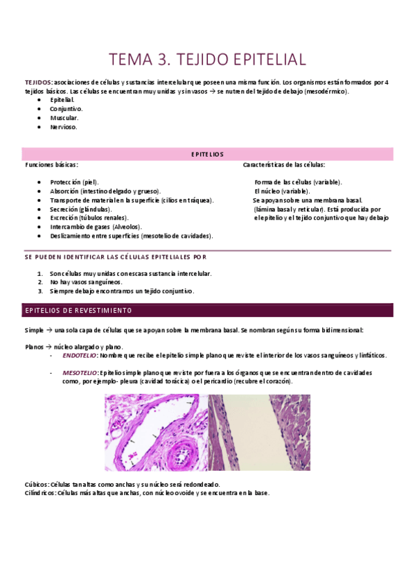 Miniatura del documento Tejido epitelial