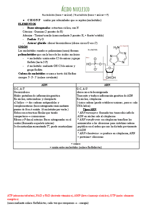 Miniatura del documento acido-nucleico.pdf