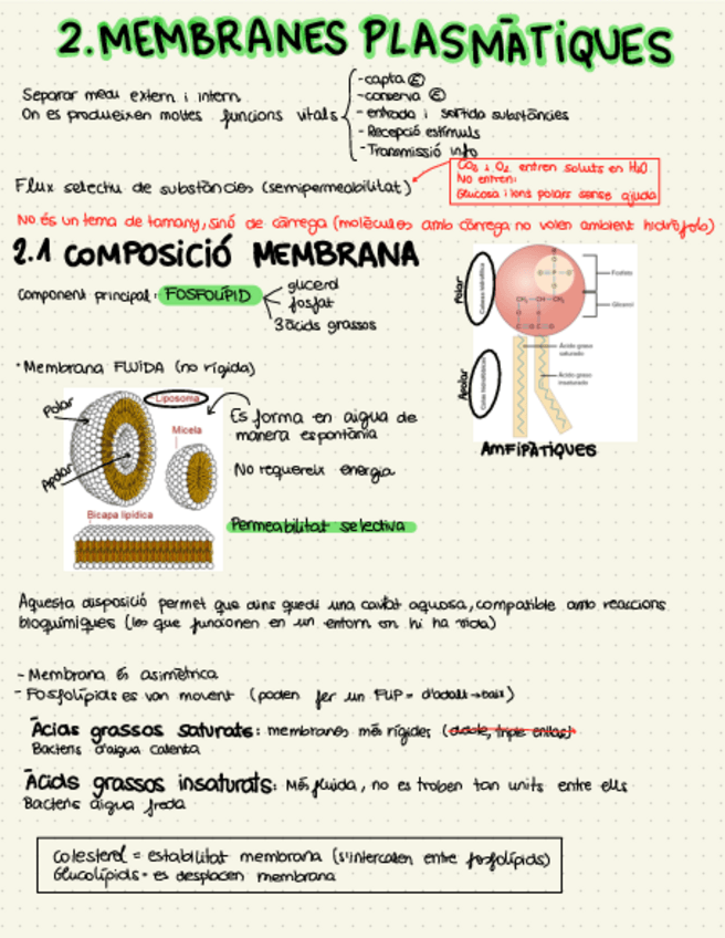 Miniatura del documento 2.-MEMBRANES-PLASMATIQUES.pdf