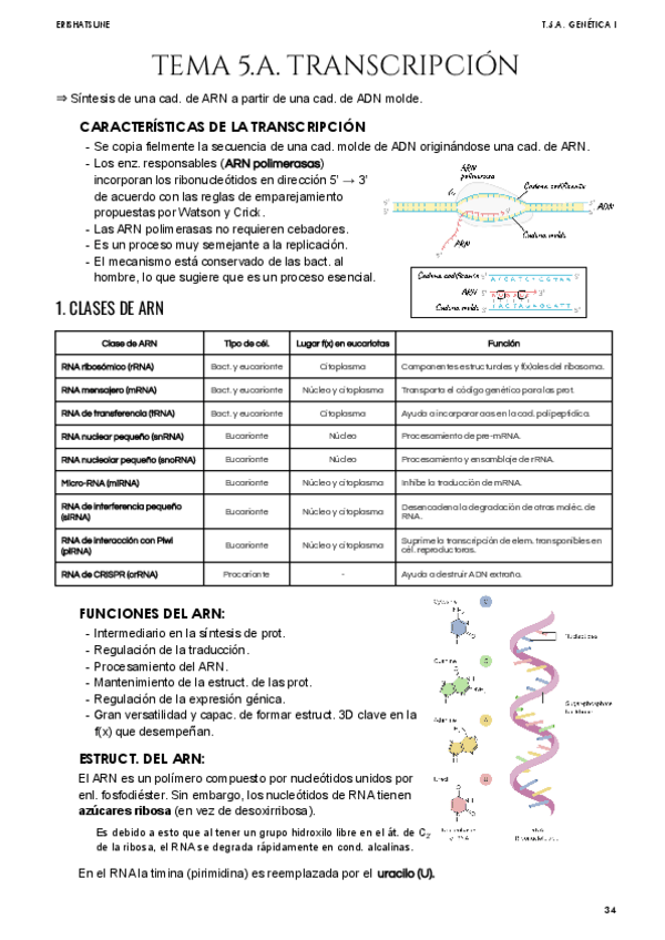 Miniatura del documento Tema-5A-Transcripcion.pdf