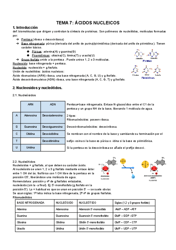 Miniatura del documento TEMA-07-Acidos-nucleicos-1.pdf