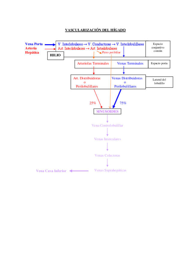 Miniatura del documento Vascularización del Hígado.pdf