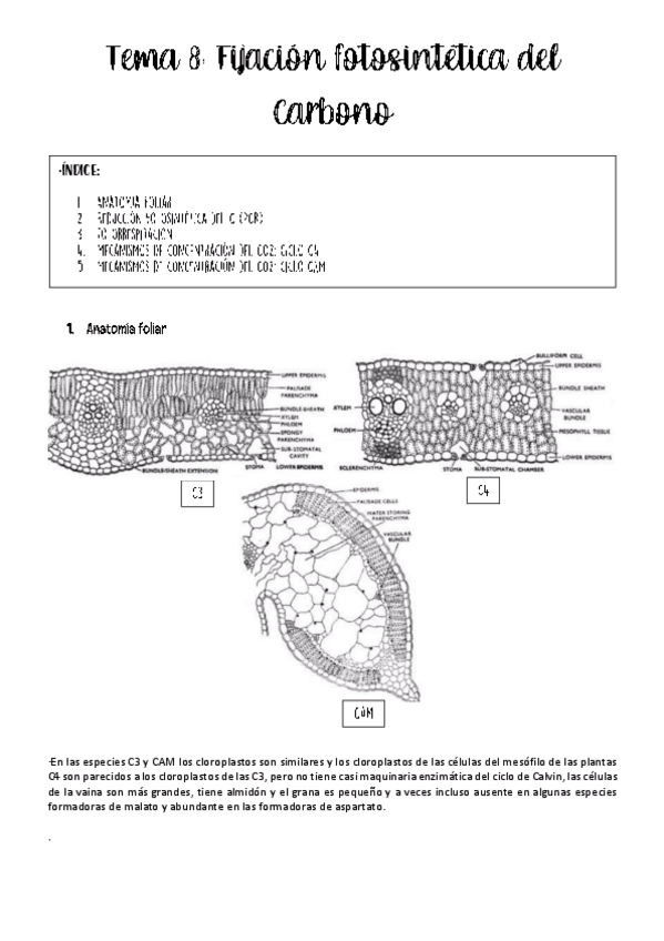 Miniatura del documento Tema-8-fisio.pdf