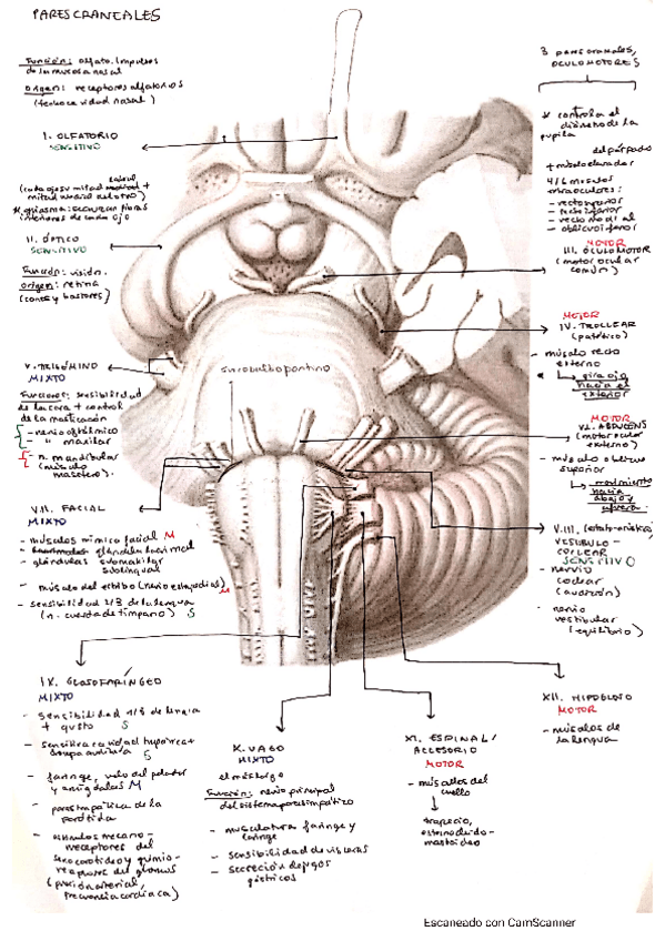 Miniatura del documento parescraneales.pdf