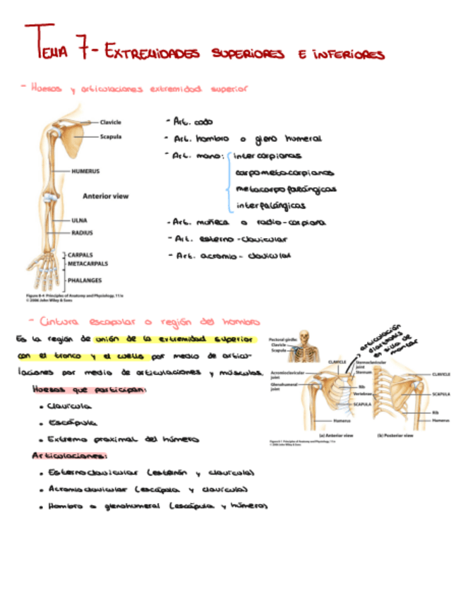 Miniatura del documento Anatomia-tema-7.pdf