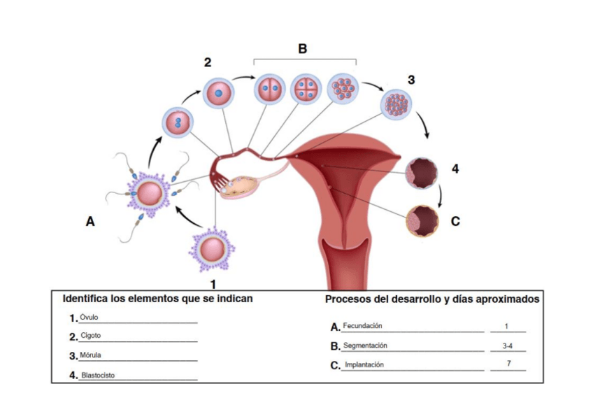 Miniatura del documento Práctica 1