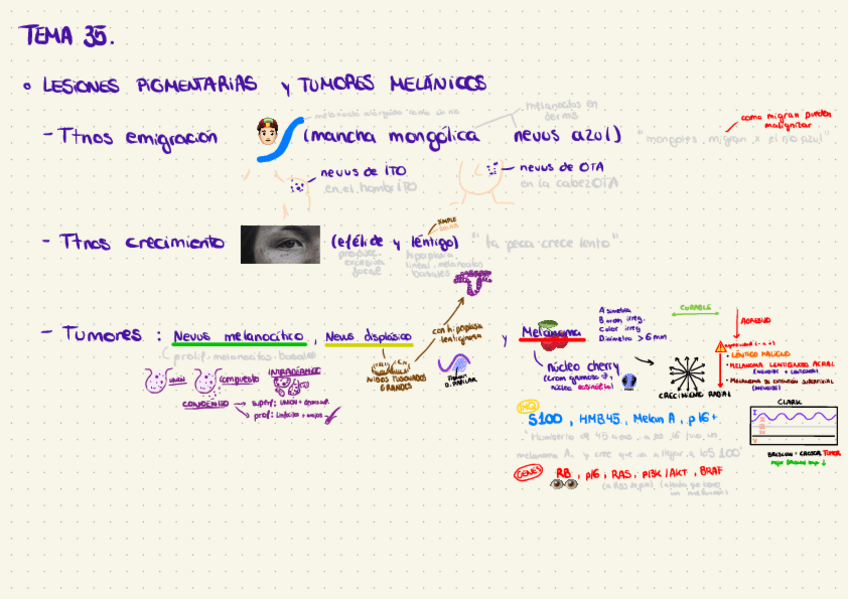 Miniatura del documento Tema-35.-Tumores-piel.pdf