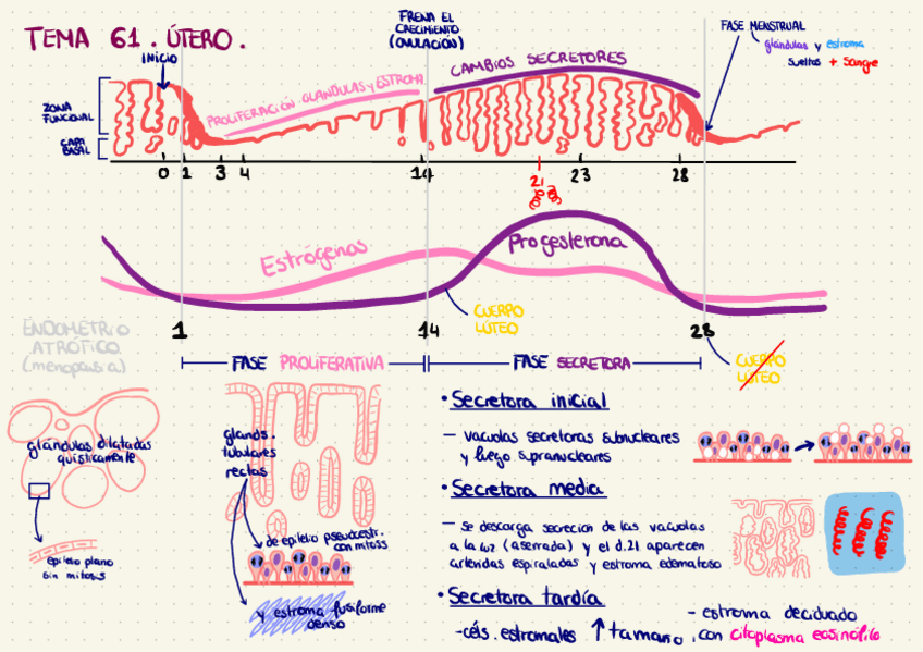 Miniatura del documento Tema-61.-Utero.pdf