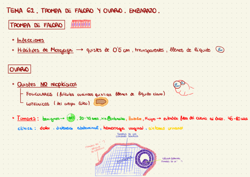 Miniatura del documento Tema-62.-Trompa-de-Falopio-y-Ovario.-Embarazo.pdf