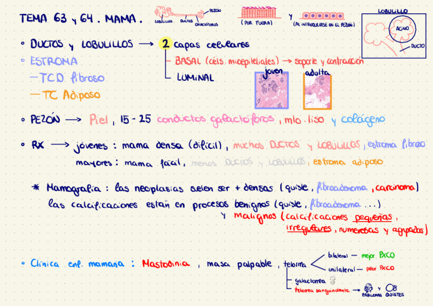 Miniatura del documento Tema-63-y-64.-Mama.pdf