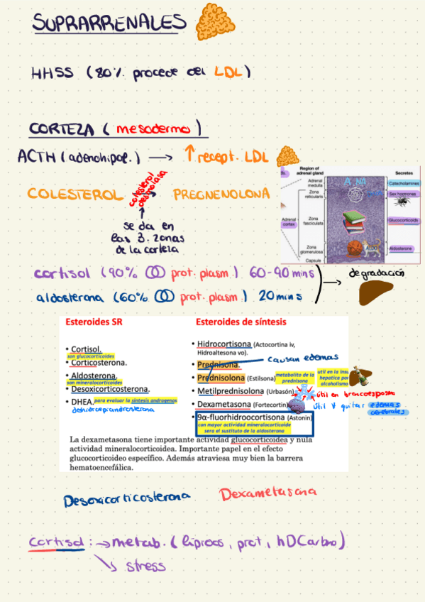 Miniatura del documento Suprarrenales.pdf