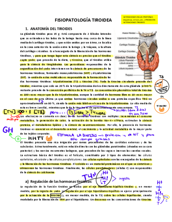 Miniatura del documento Tiroides.pdf