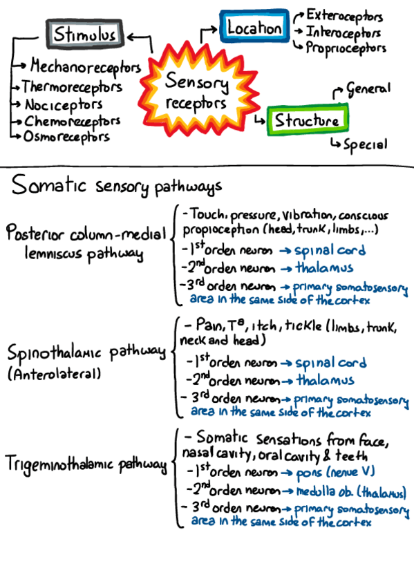 Miniatura del documento Sensory-receptors-and-pathways.pdf