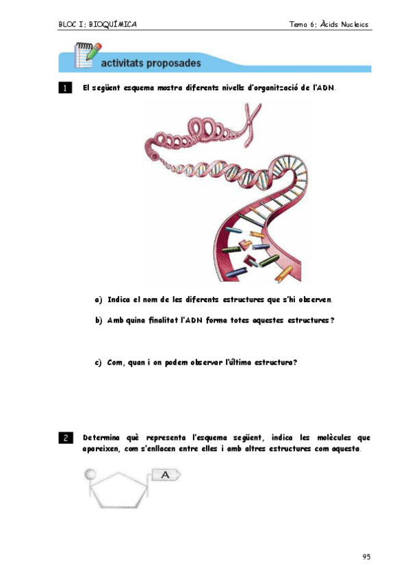 Miniatura del documento Acids-nucleics-activitats.pdf