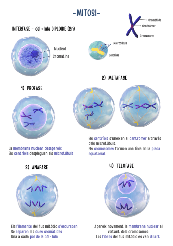 Miniatura del documento MITOSI.pdf