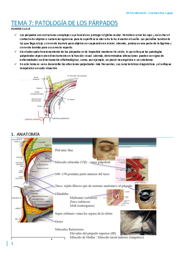 Miniatura del documento T7.pdf