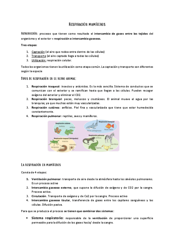 Miniatura del documento La-respiracion-en-mamiferos.pdf