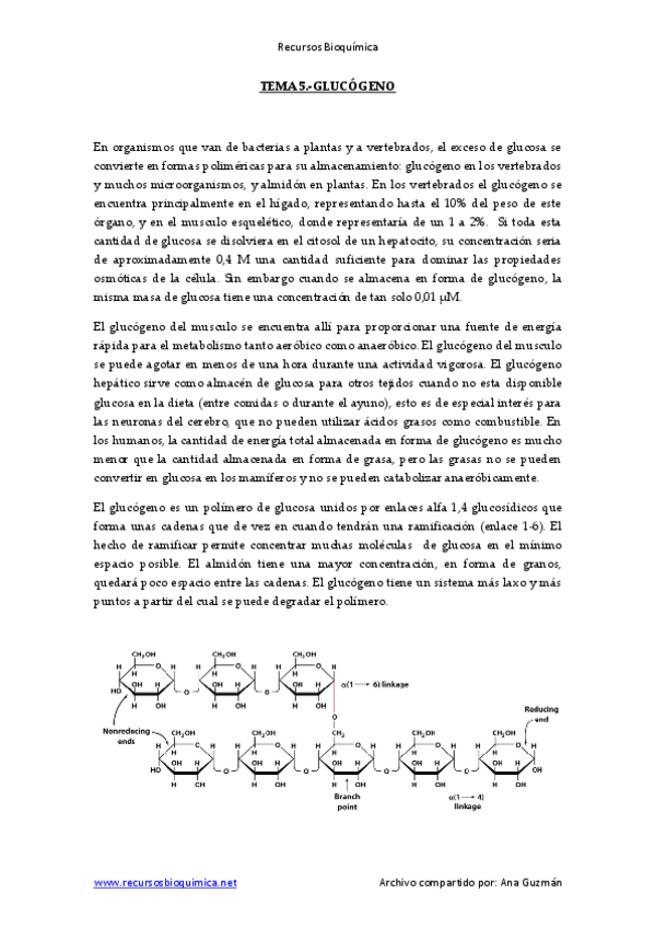 Miniatura del documento Tema 5 - Glucógeno.pdf