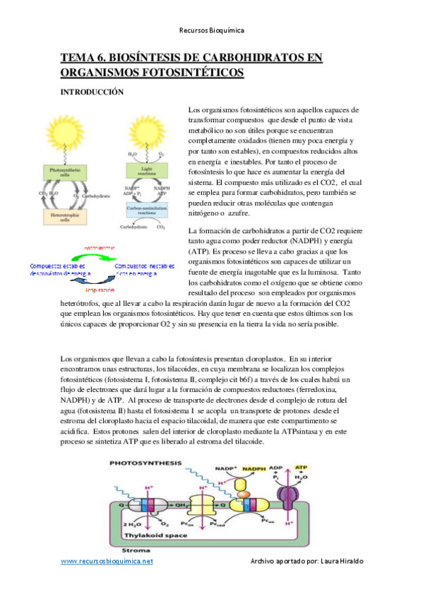 Miniatura del documento Tema 6 - Biosíntesis de carbohidratos en organismos fotosintéticos.pdf
