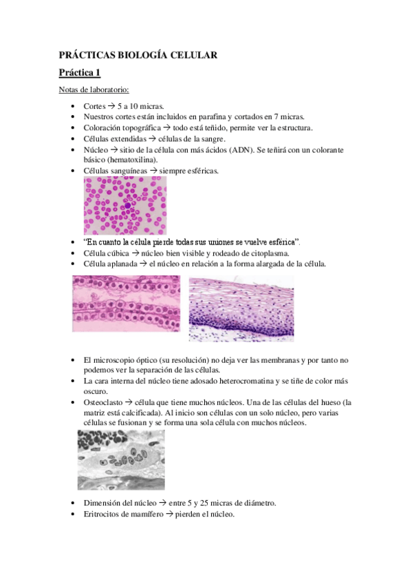 Miniatura del documento PRACTICAS-BIOLOGIA-CELULAR.pdf
