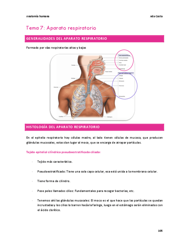 Miniatura del documento Tema-7-Anatomia-humana.pdf