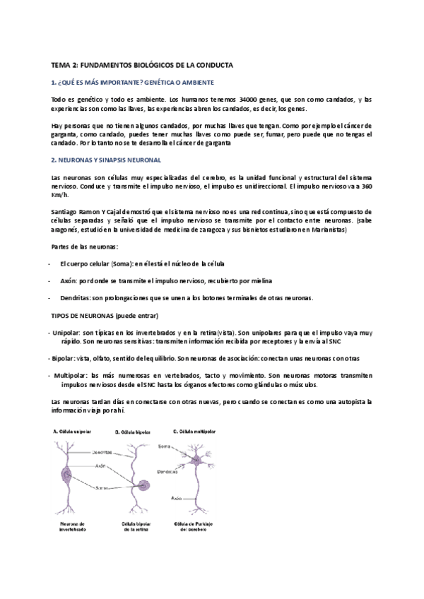 Miniatura del documento TEMA-2-FUNDAMENTOS-BIOLOGICOS-DE-LA-CONDUCTA.pdf