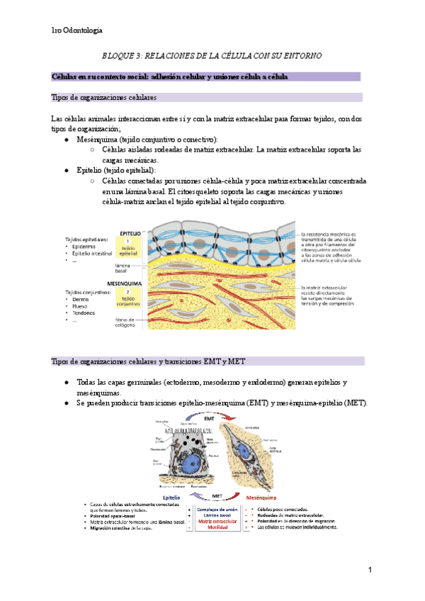 Miniatura del documento Bloque-3-Relaciones-de-la-celula-con-su-entorno.pdf