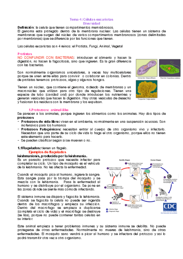 Miniatura del documento tema-4-eucariotas.pdf