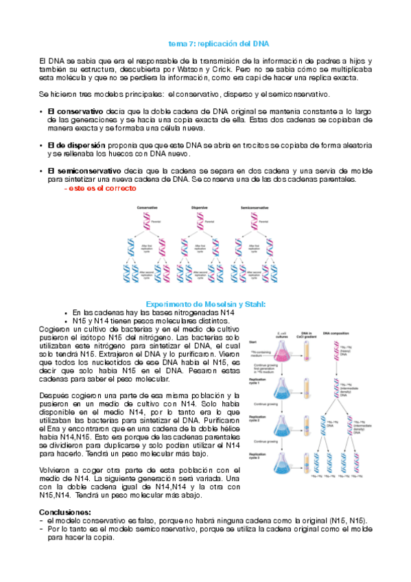 Miniatura del documento tema-7-replicacion-del-DNA-pdf.pdf