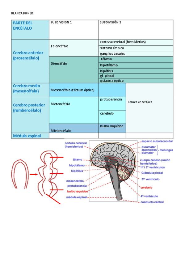 Miniatura del documento Tabla-partes-del-encefalo-Fisiologia.pdf