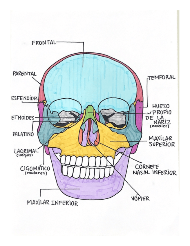 Miniatura del documento huesos-cabeza.pdf