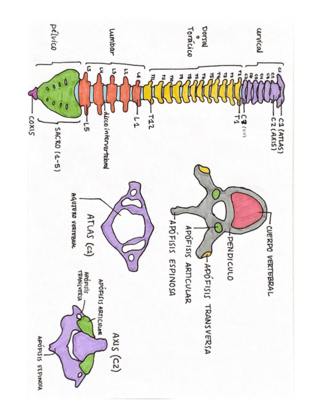 Miniatura del documento Columna-vertebral-.pdf