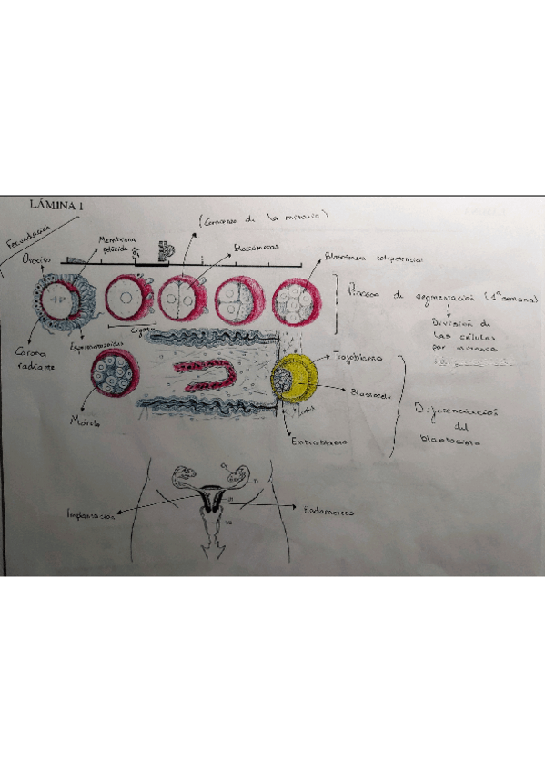 Miniatura del documento PRACTICA-1.pdf