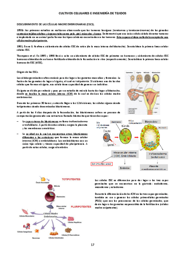 Miniatura del documento TEMA-4B-Ingenieria-de-tejidos.pdf