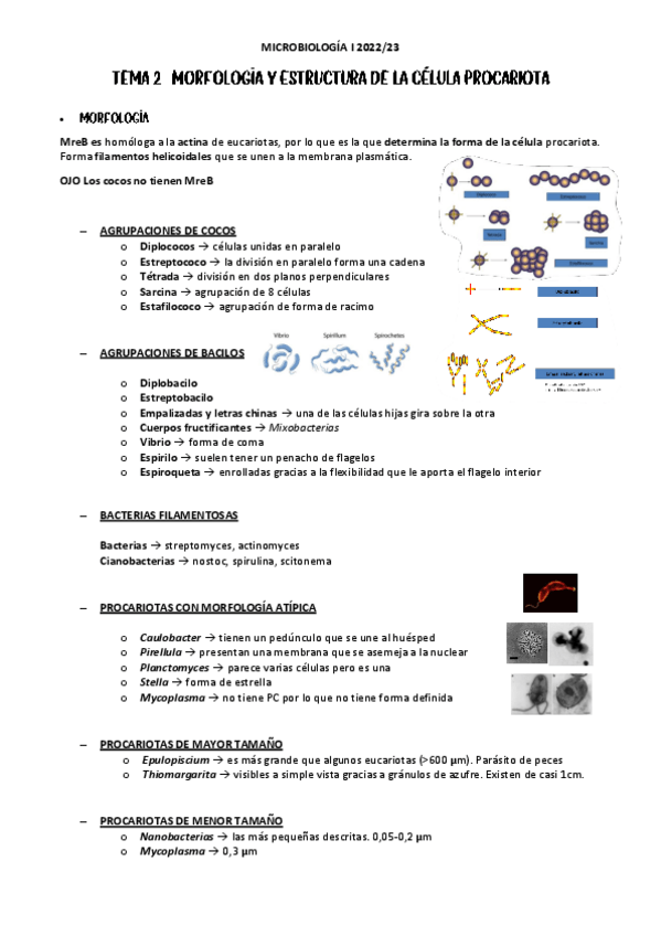 Miniatura del documento tema-2-celula-procariota.pdf