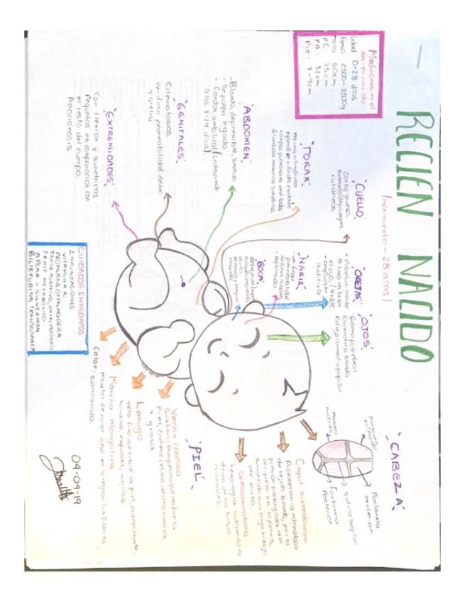 Miniatura del documento Cambios-anatomofisiologicos-.pdf