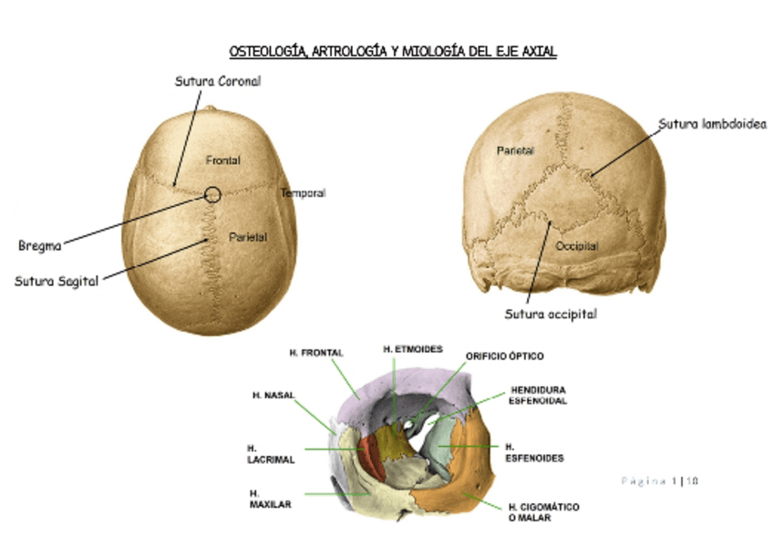 Miniatura del documento LAMINAS-TPS-EJE-AXIAL.pdf