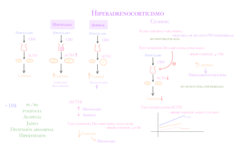 Miniatura del documento Cushing.pdf